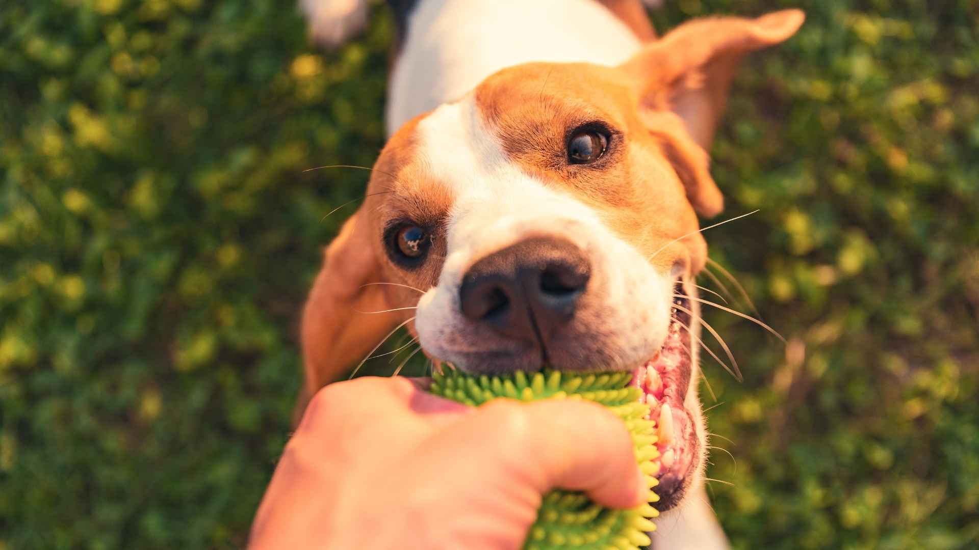 Perro no suelta la pelota